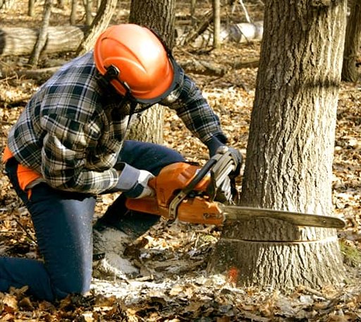 Tree Removal in Providence, KY